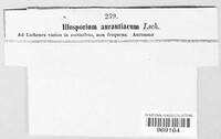 Illosporium aurantiacum image